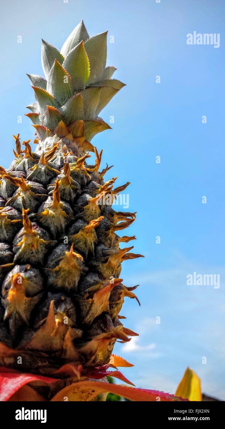 Close-Up di ananas fresco contro Sky Foto Stock