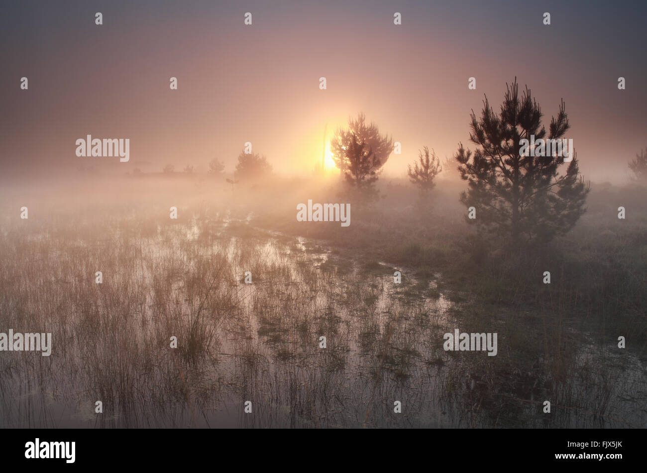 Foggy sunrise su wild moor, Brabante Settentrionale, Paesi Bassi Foto Stock