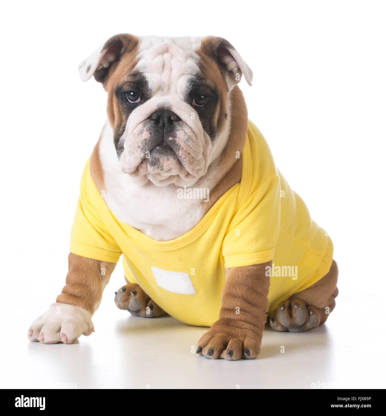 Bulldog inglese cucciolo indossa un maglione giallo su sfondo bianco Foto  stock - Alamy