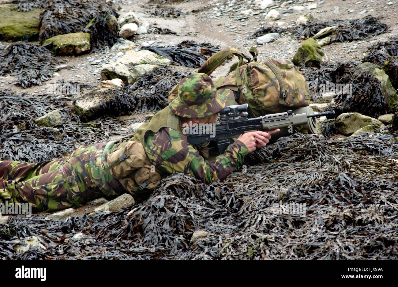 AJAXNETPHOTO. PLYMOUTH in Inghilterra. - ROYAL MARINES - assalto esercizio - UN ROYAL MARINE DA 40 COMMANDO BRIGADE SI FONDE CON L'AMBIENTE NATURALE DURANTE UN ANFIBIO ESERCIZIO ASSSAULT. Foto:JONATHAN EASTLAND/AJAX REF:50310/450 Foto Stock