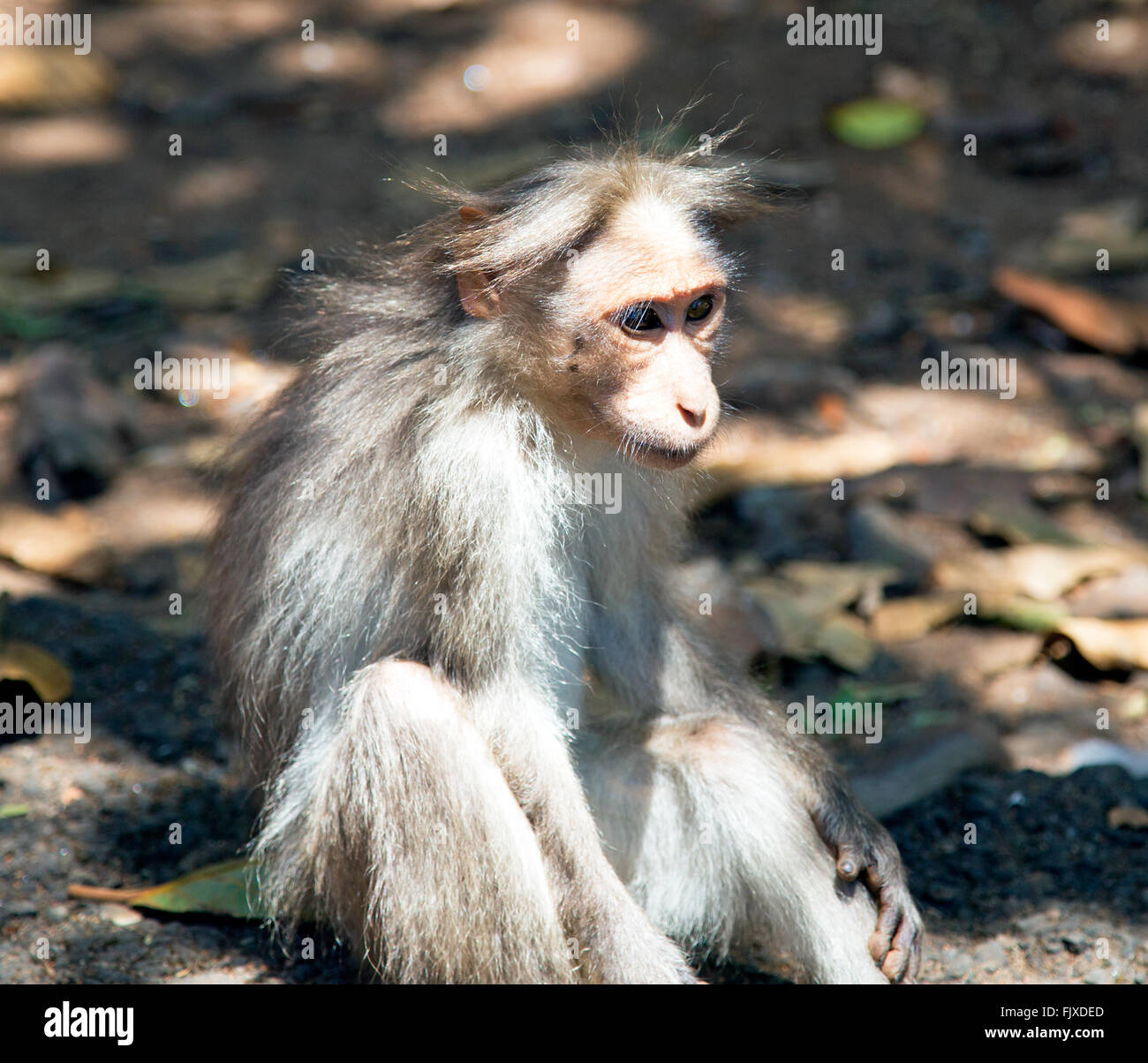 Un cofano scimmia macaco KTCD Wildlife Resort Aranya Nivas Thekkady Kerala India Foto Stock