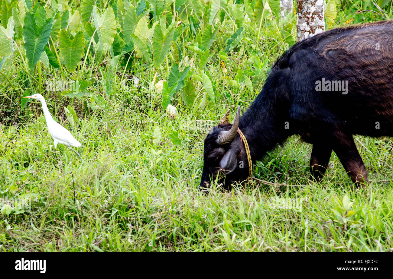 Vacca e garzetta uccello in Kerala India Foto Stock