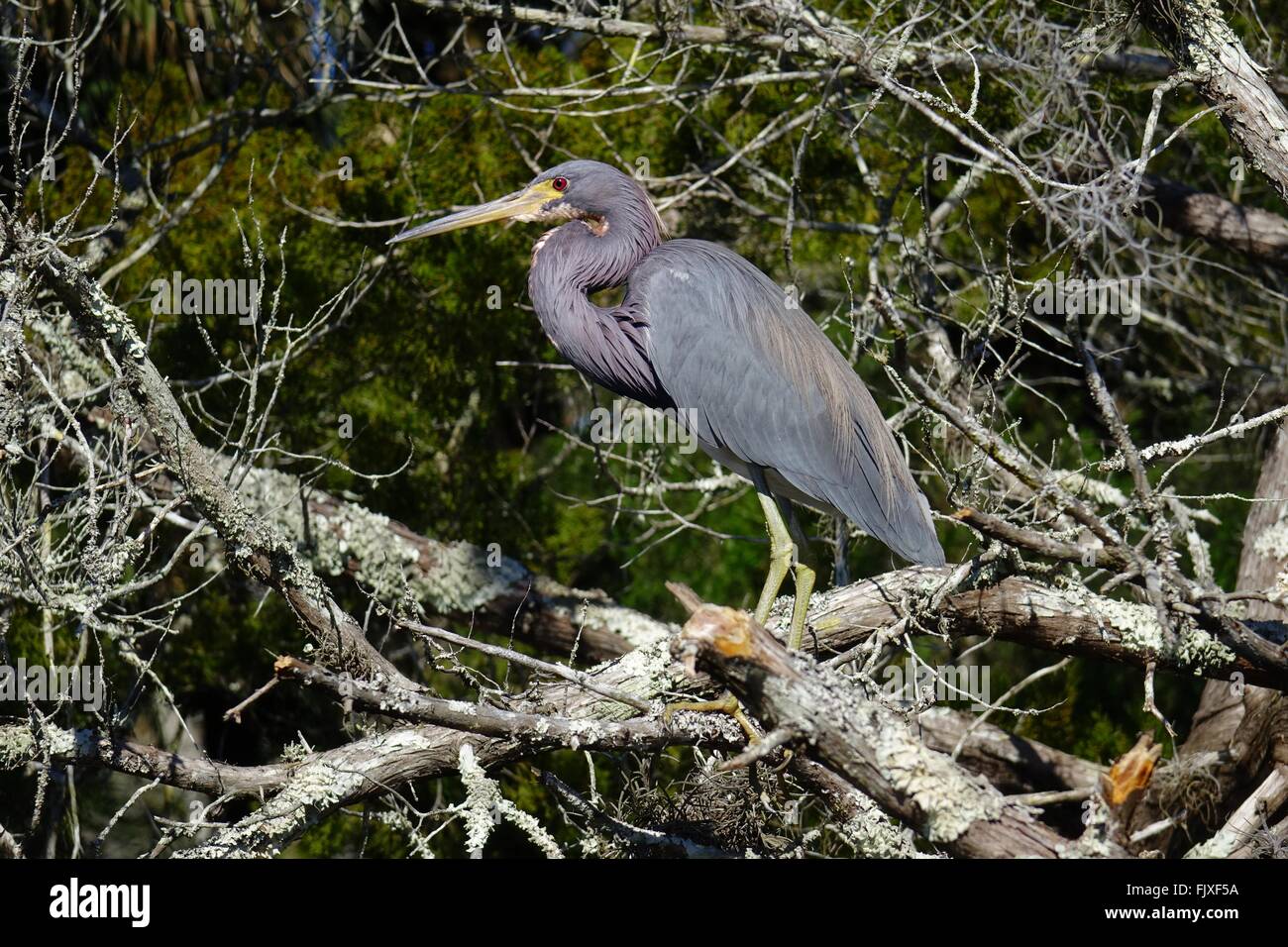 Airone tricolore, Egretta tricolore, Louisiana heron Foto Stock