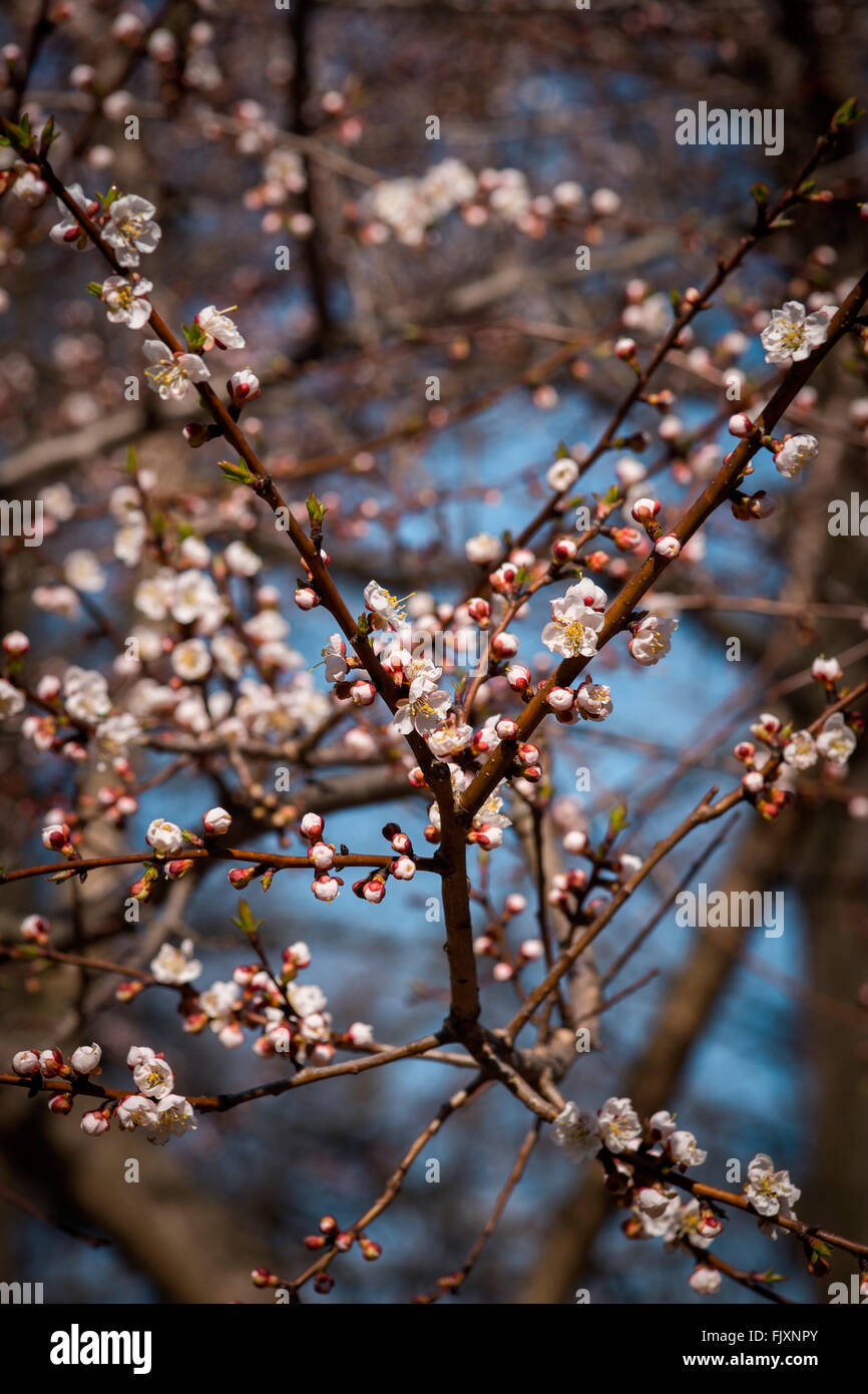 Fiori di ciliegio Foto Stock