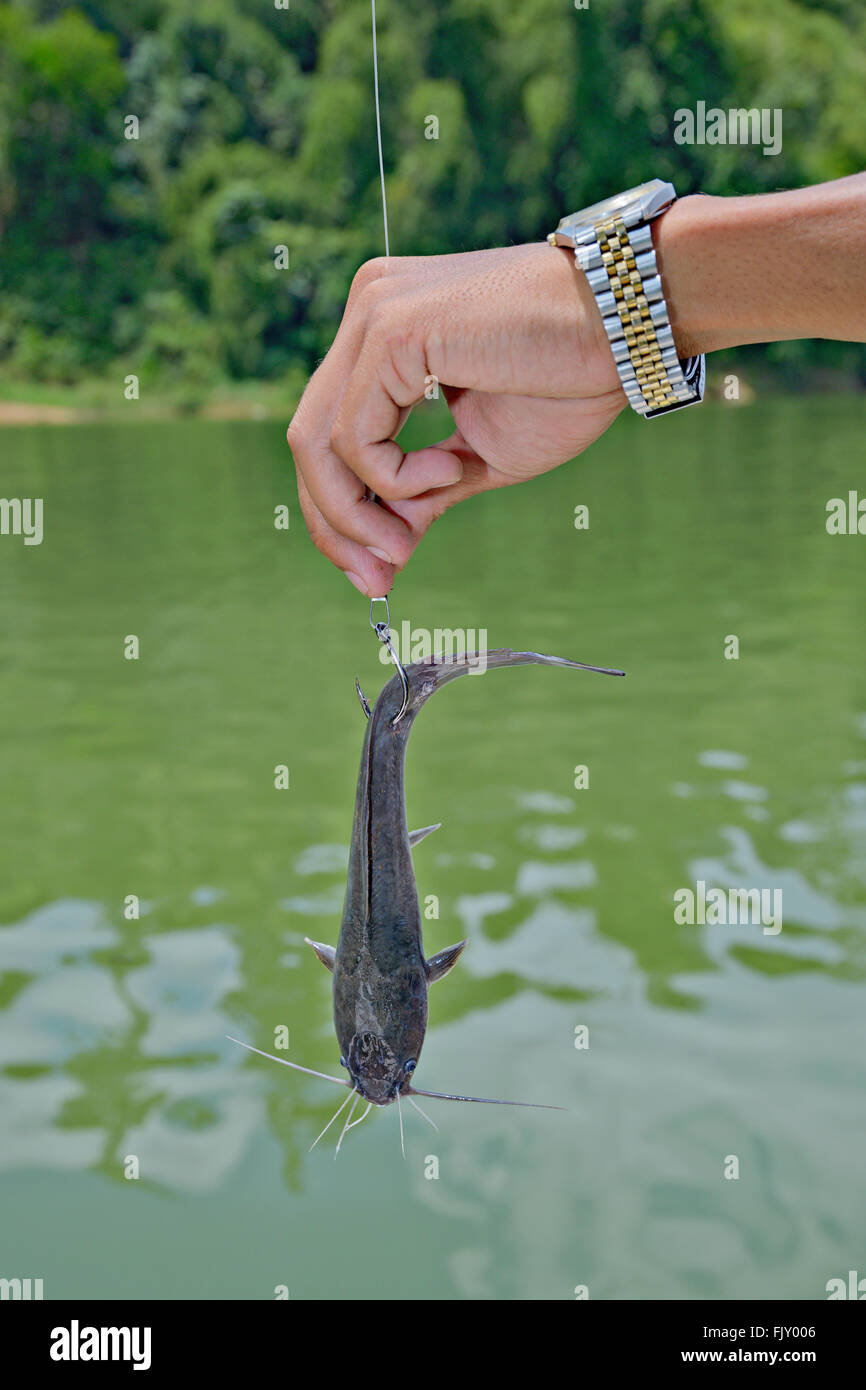 Vivere il pesce gatto è la migliore esca per la pesca di pesci snakehead al lago Temenggor, Belumè, Malaysia. Foto Stock