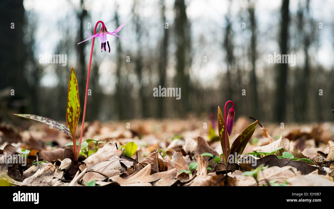 Dog dente di viola o Dogtooth violetta, Erythronium dens-canis pair al tramonto Foto Stock