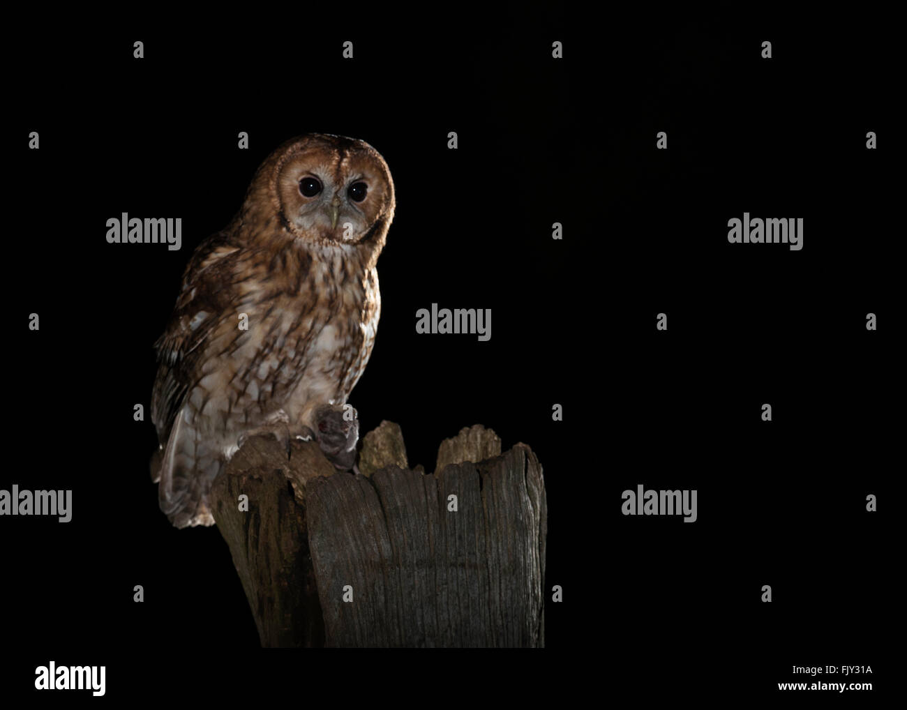 Wild Allocco (Strix aluco) appollaiato sul palo di legno di notte nel Warwickshire bosco con preda Foto Stock