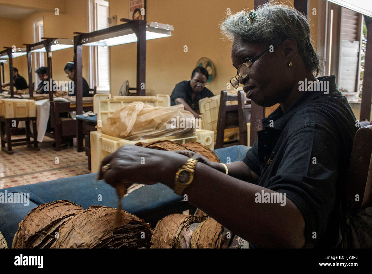L'Avana, Cuba. 3 Mar, 2016. Una donna che lavora nel processo di selezione di foglie di tabacco durante il XVIII International sigaro Habano Festival, presso il Cohiba fabbrica di tabacco, a El Laguito, Havana, Cuba, il 3 marzo 2016. Xviii International sigaro Habano Festival si terrà dal 29 febbraio al 4 marzo. © Joaquin Hernandez/Xinhua/Alamy Live News Foto Stock