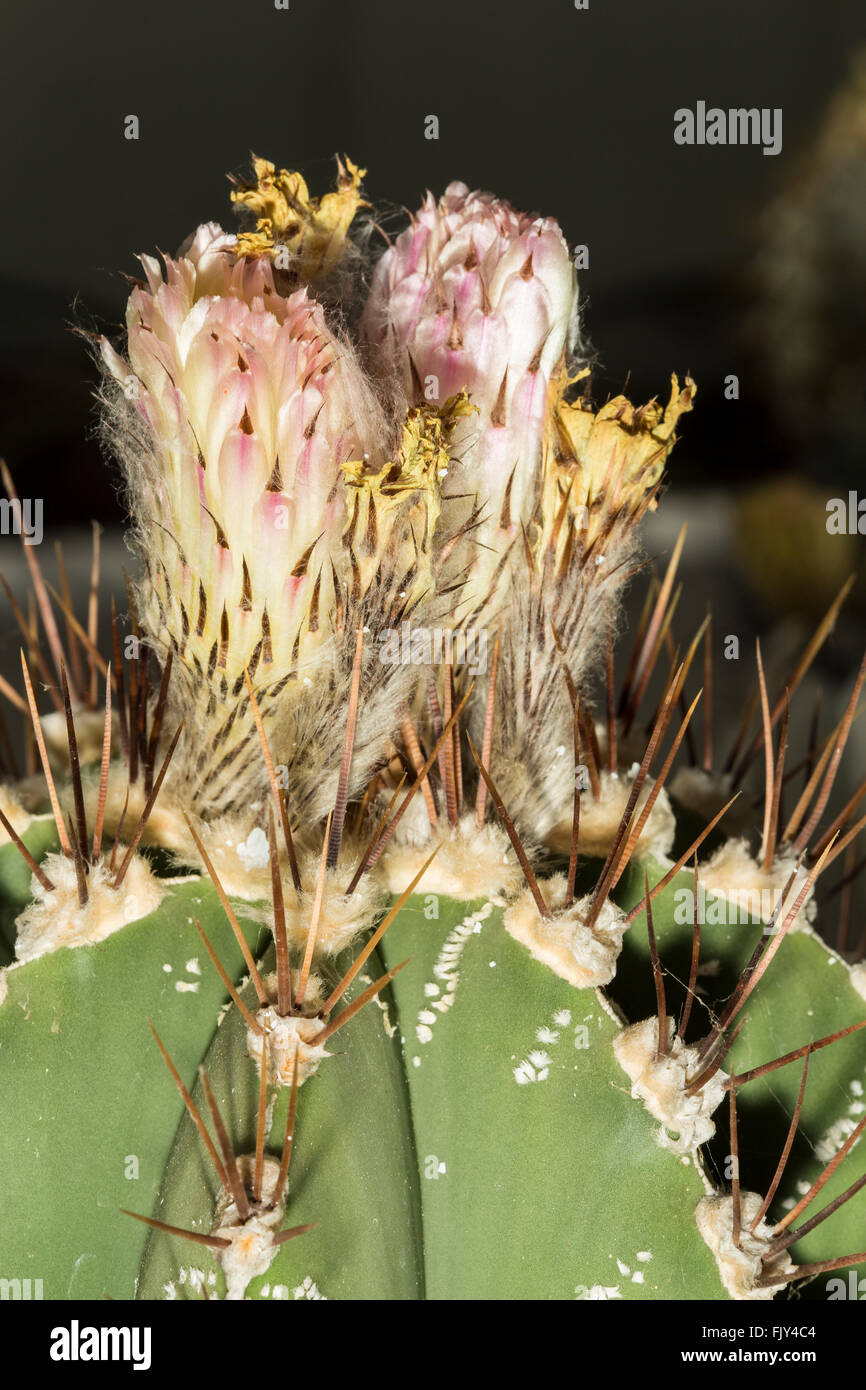 Vista ingrandita del fiore di un Astrophytum ornatum cactus, noto come vescovo della PAC Foto Stock