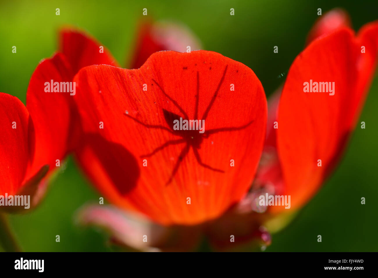 Spider ombra sui petali di colore rosso Foto Stock