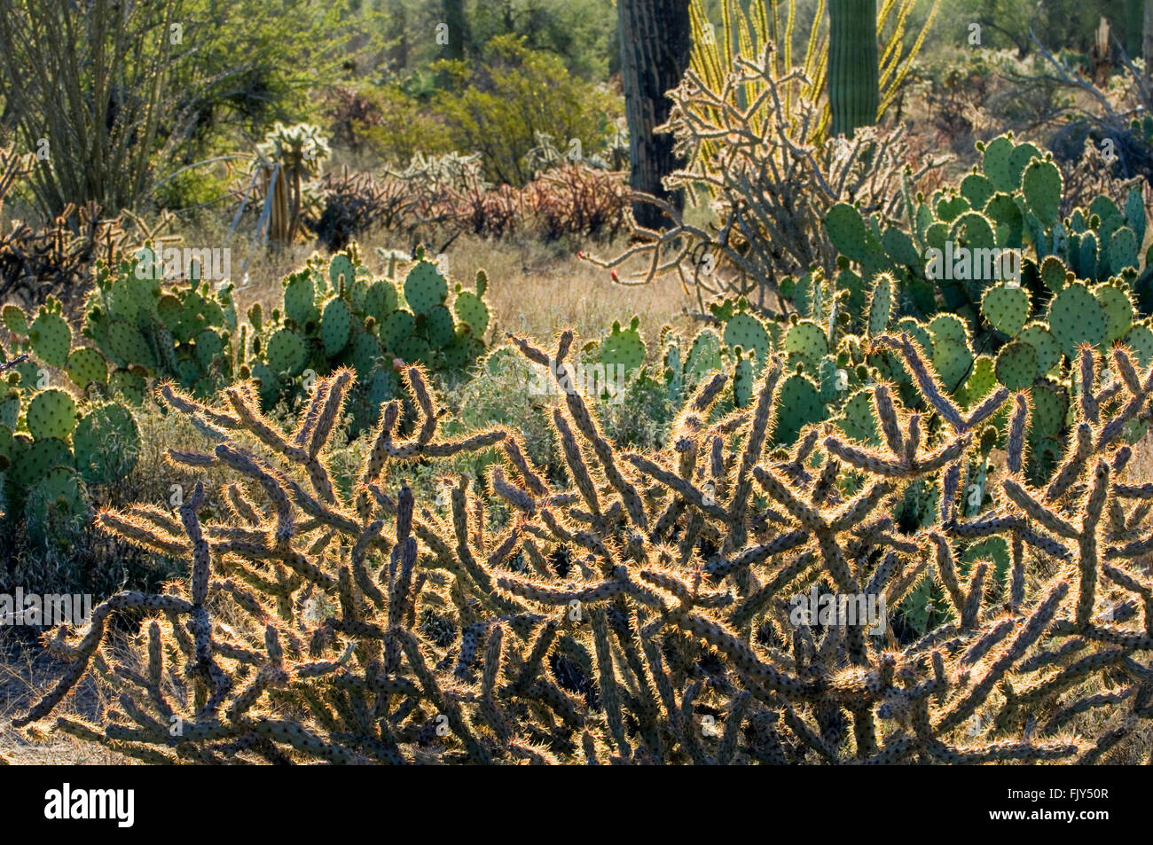 La Staghorn cholla (Opuntia versicolor) e Engelmann il fico d'India (Opuntia engelmannii) cactus, deserto Sonoran, Arizona, Stati Uniti d'America Foto Stock