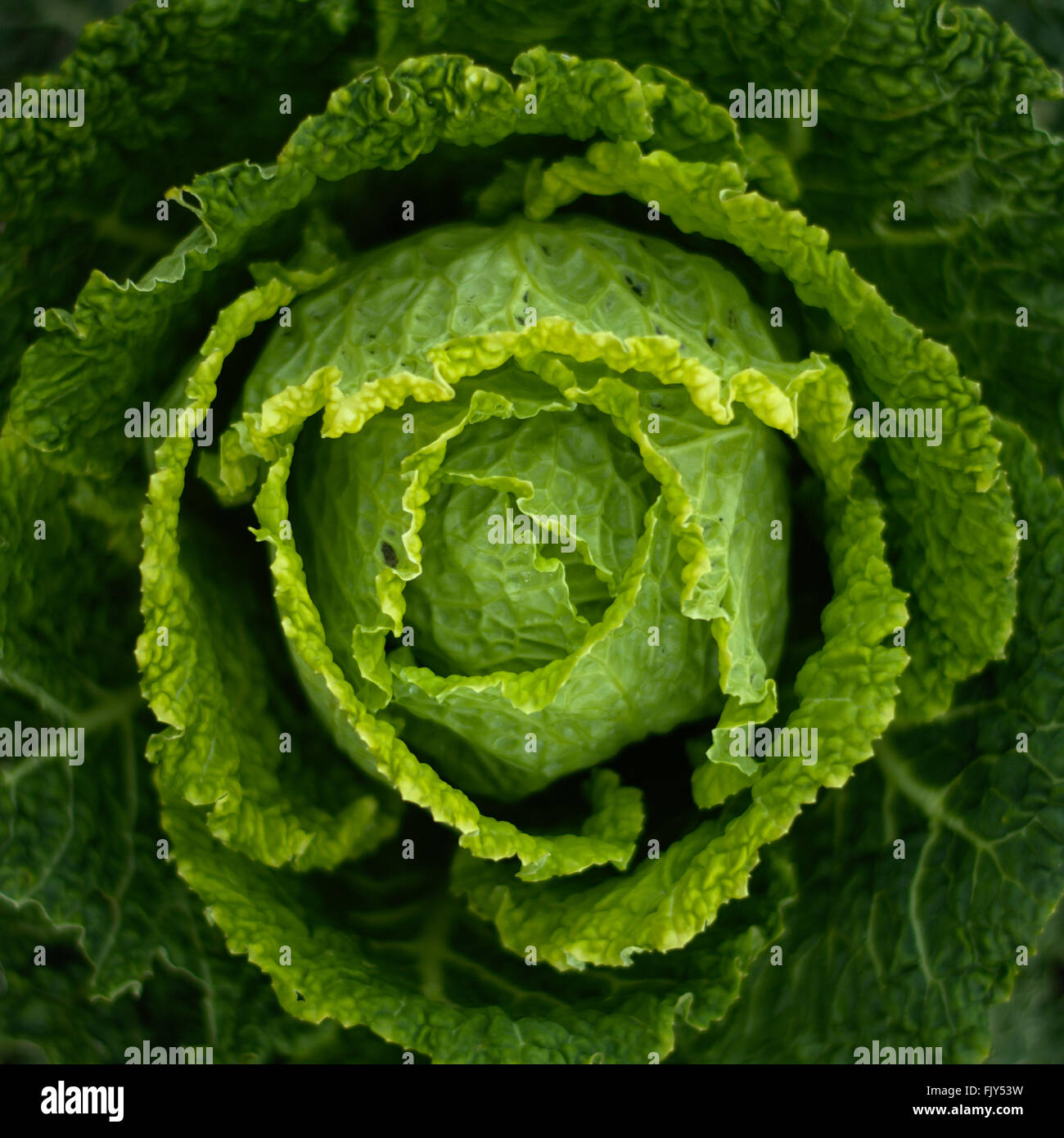 Un delizioso verde cavolo verza, ripresa dall'alto (Brassica oleracea) Foto Stock