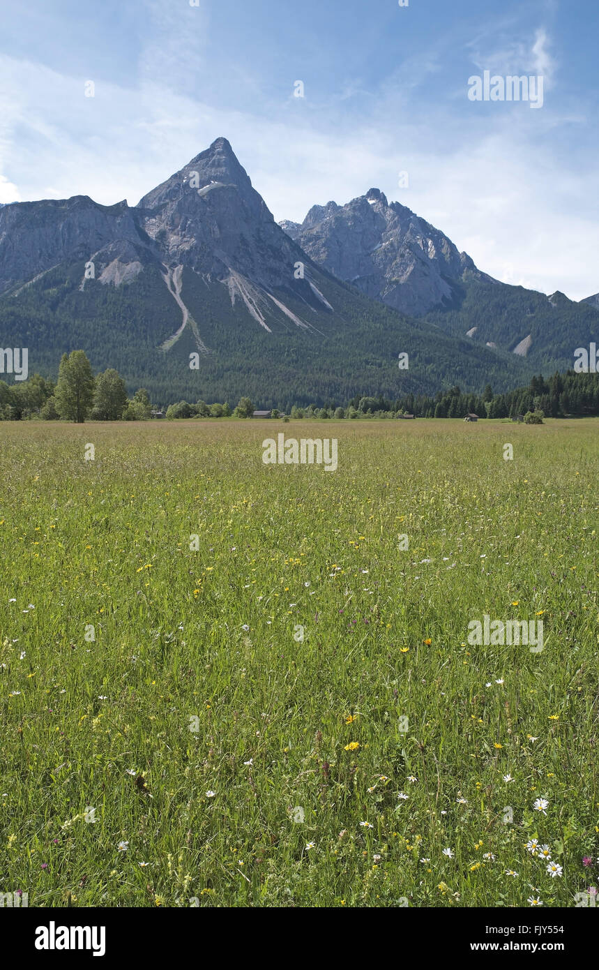 Sonnenspitze visto da nord sul selvaggio fiore prato, vicino a ehrwald, alpi austriache, Austria. Foto Stock