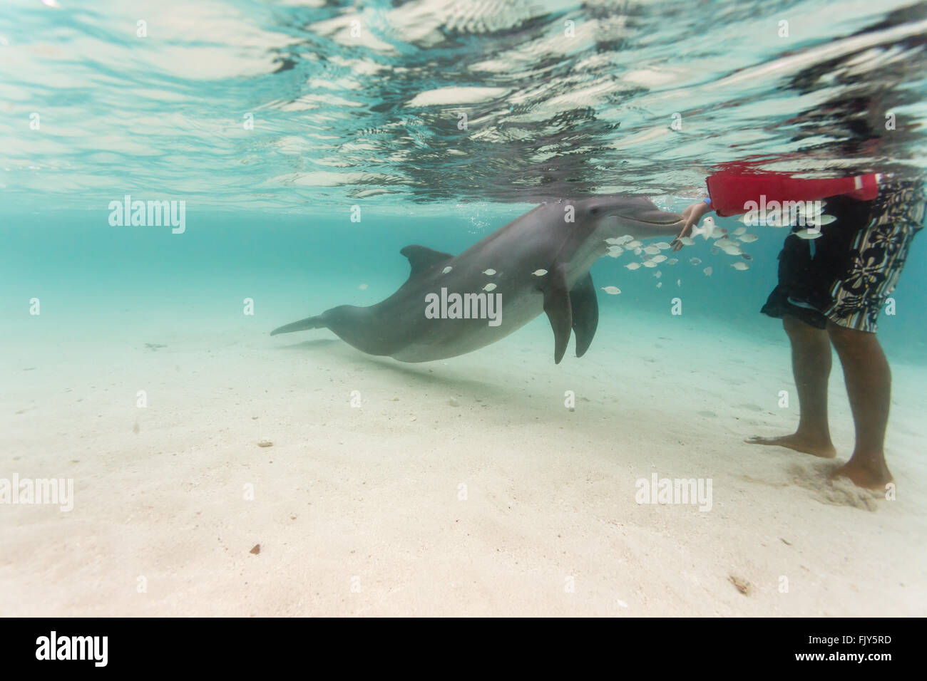 Il tursiope o delfino maggiore tocca mano del nuotatore nei Caraibi come scuola di pesce nuota nelle vicinanze Foto Stock