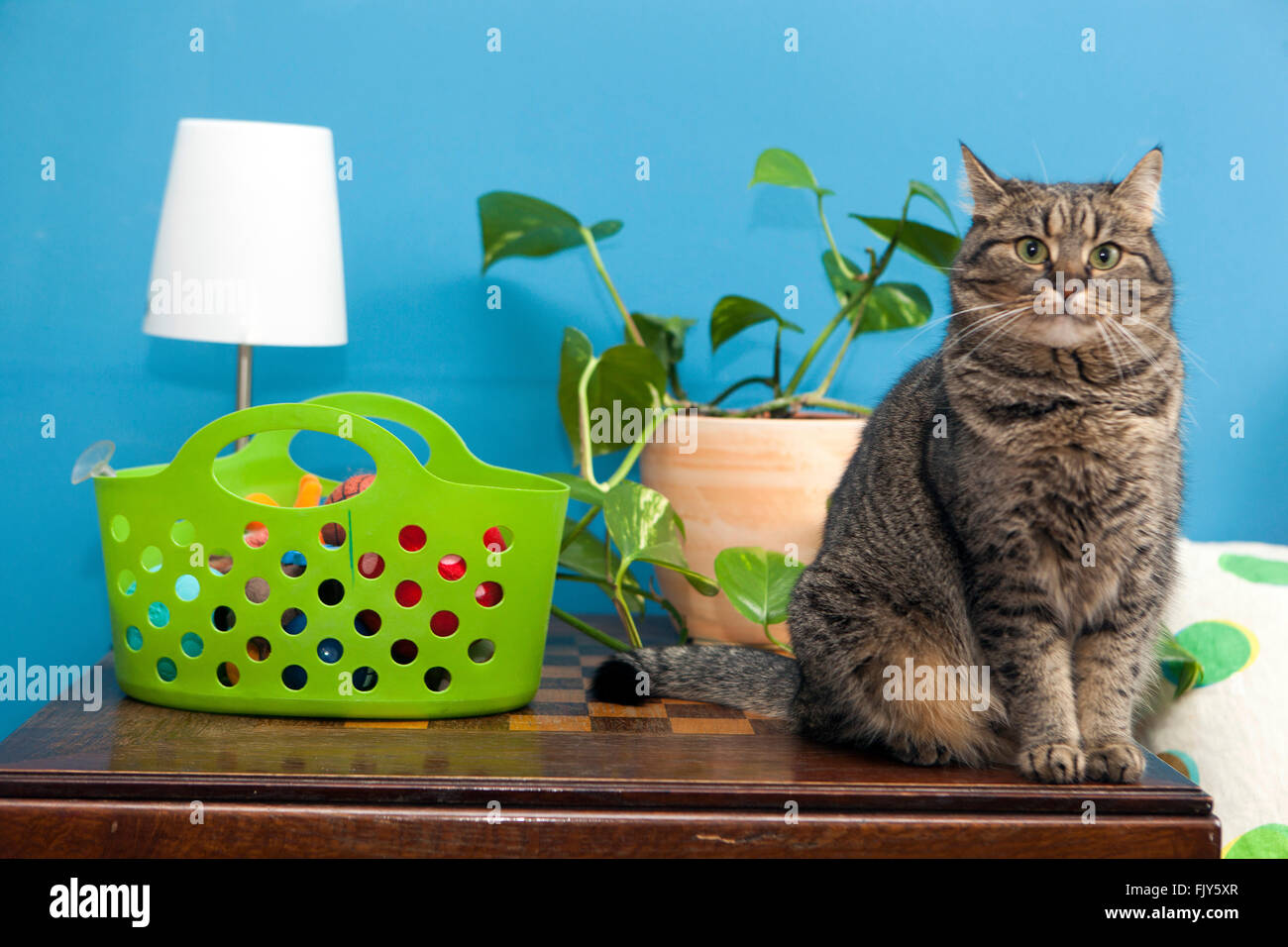 Gatto domestico gatto gatto tabby gatto sulla tavola e giocattoli in un cestino Foto Stock