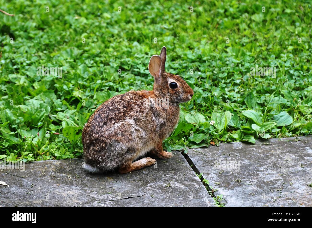 Wild bunny rabbit visitando il giardino Foto Stock