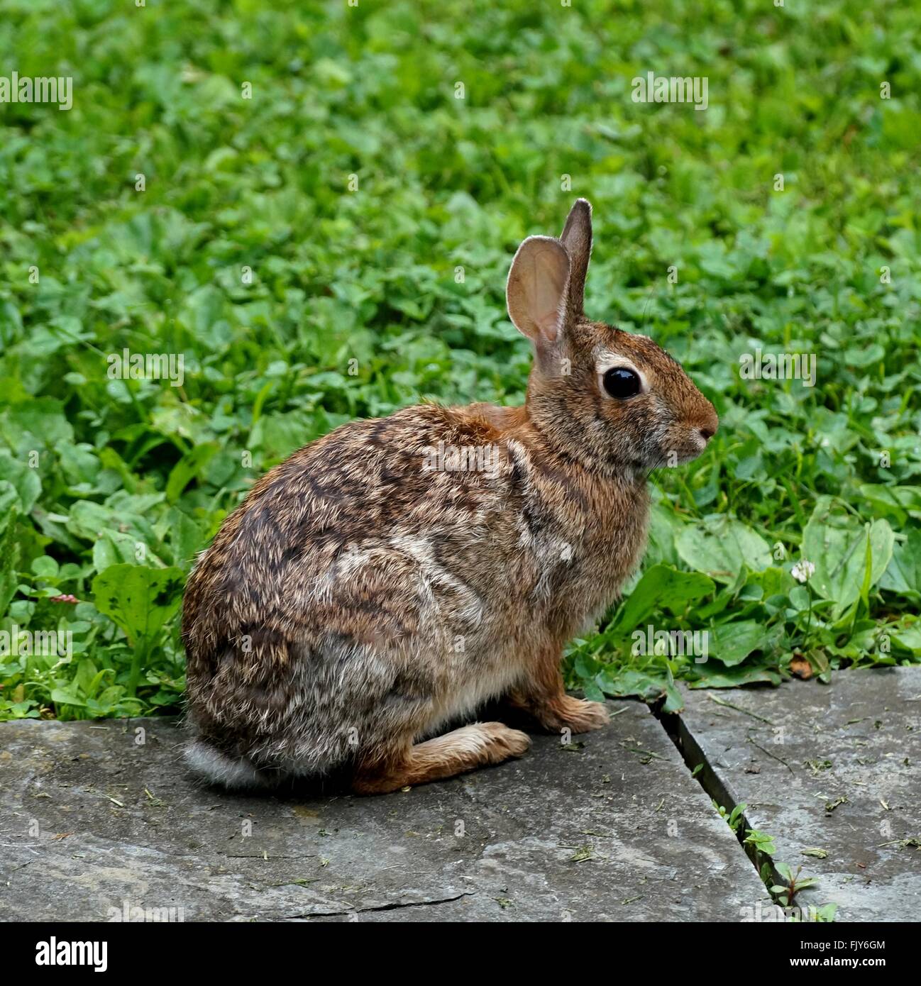 Wild bunny rabbit visitando il giardino Foto Stock