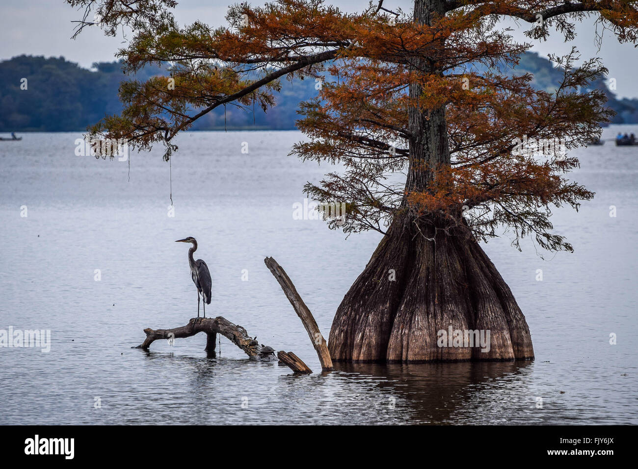 Albero di cipresso Foto Stock
