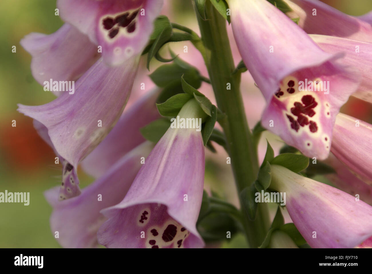Digitalis purpurea, viola foxglove, pianta erbacea con viola fiori maculato, ornamentali e medicinali, digossina medicina Foto Stock
