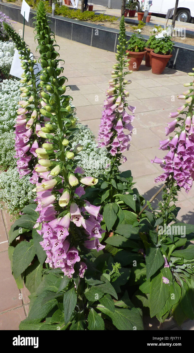 Digitalis purpurea, viola foxglove, pianta erbacea con viola fiori maculato, ornamentali e medicinali, digossina medicina Foto Stock
