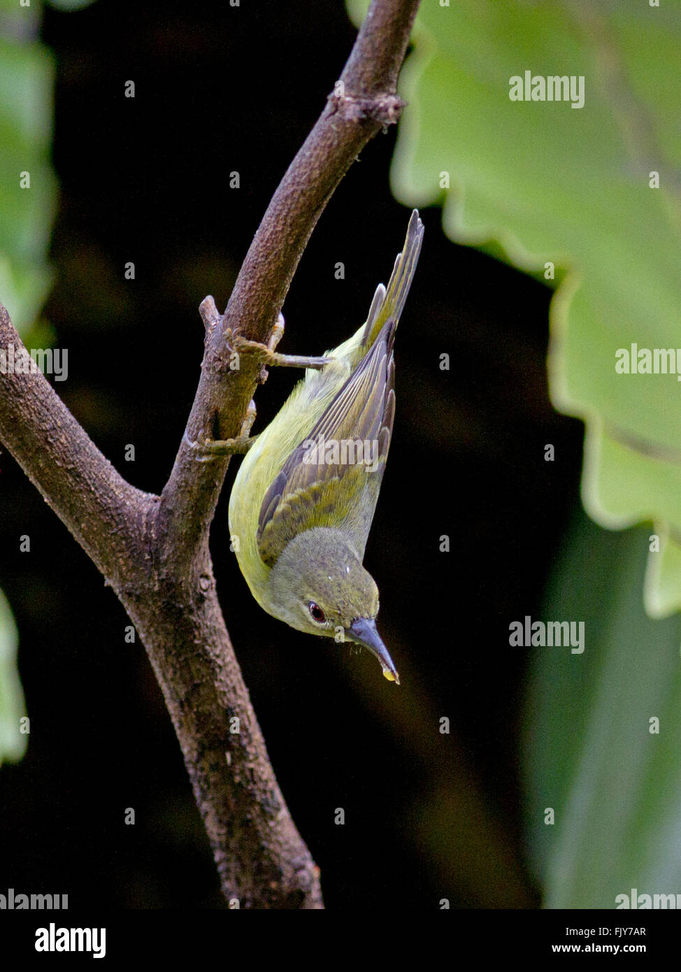 Una femmina marrone-throated Sunbird su un ramo in un giardino nella periferia di Bangkok, Thailandia Foto Stock