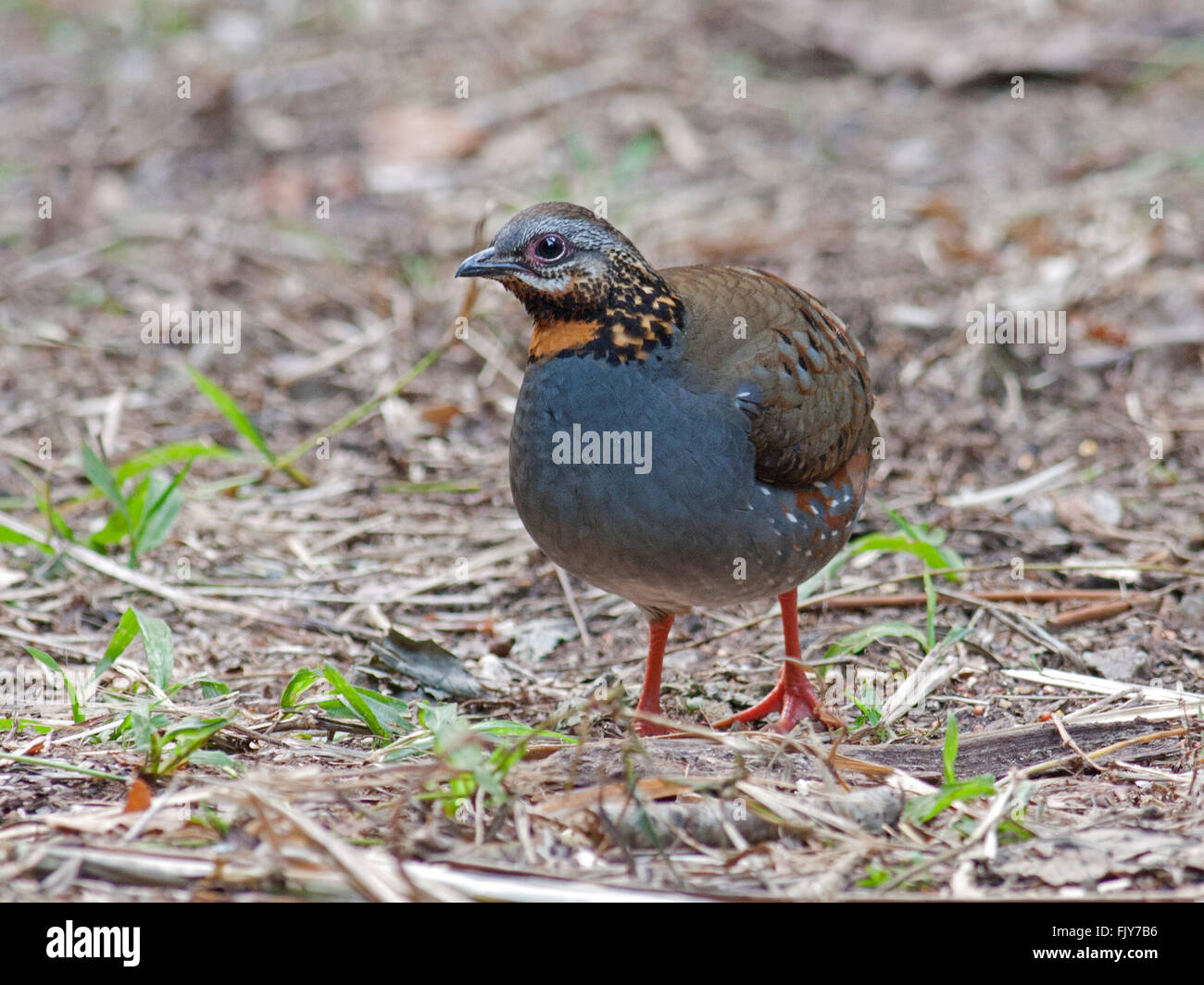 Un Rufous-throated pernice (Arborophila rufogularis) foraggio per il cibo sul suolo della foresta in Thailandia Foto Stock