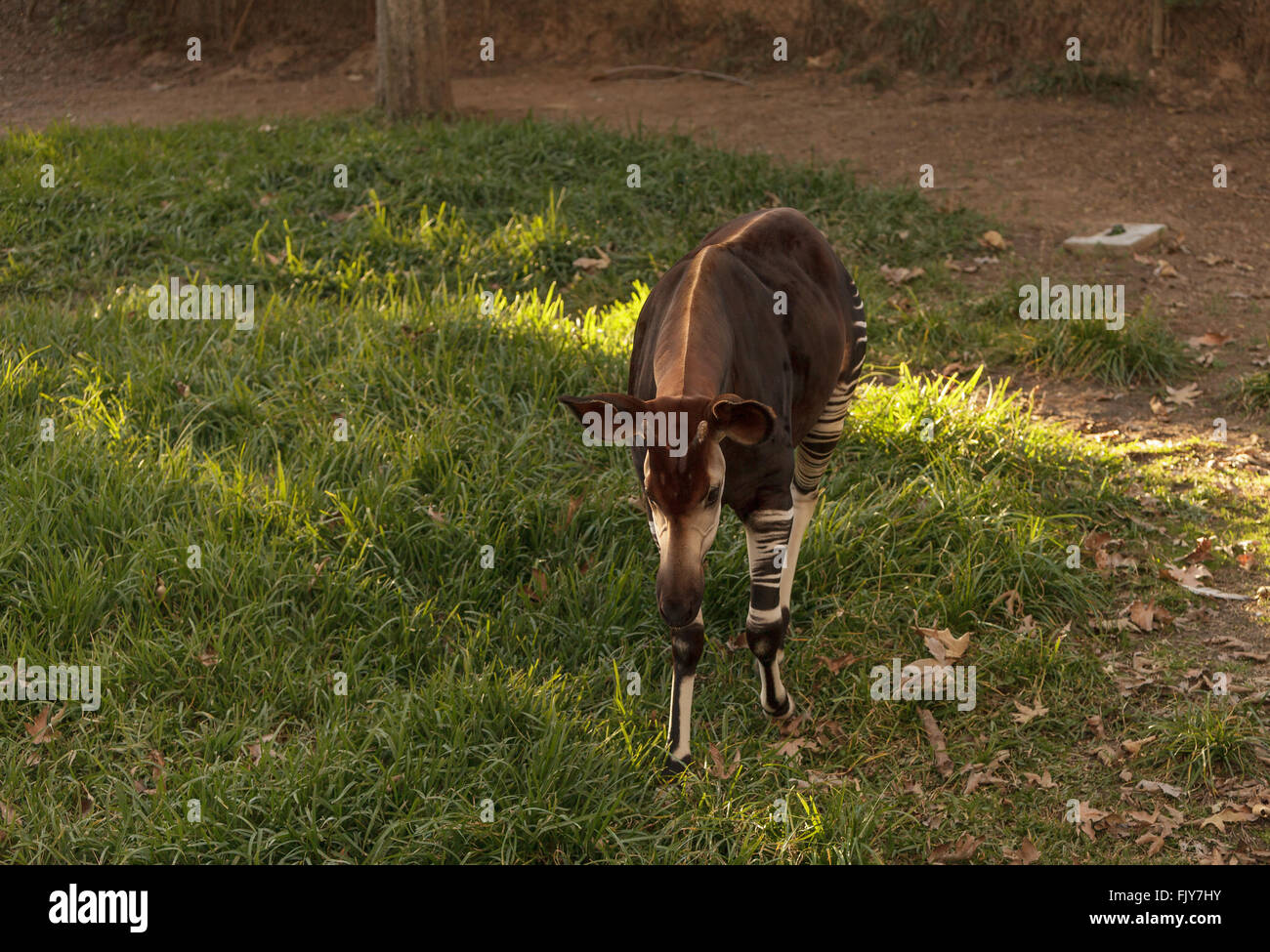 Okapi, Okapia johnstoni, si trova in Africa e in realtà è un parente stretto per la giraffa. Foto Stock