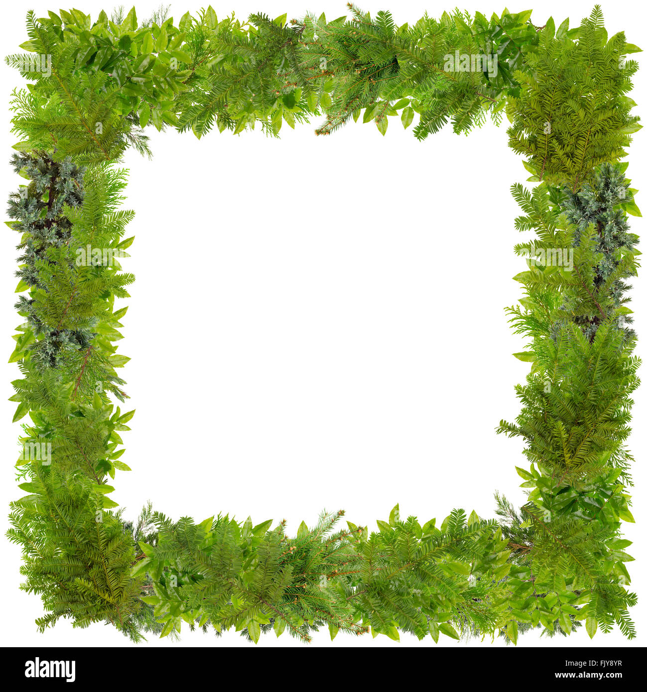 Xmas square photo frame fatte di pino, abete, ginepro, agrifoglio e così via verde rami appuntiti. Abstract isolato fatti a mano co Foto Stock