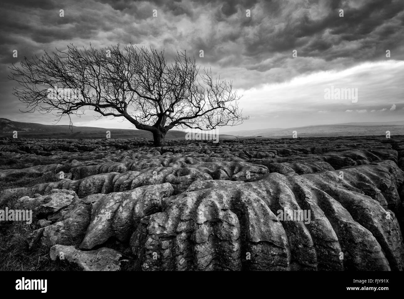 Lone Tree sul Pavimenti calcarei di cicatrice Twistleton fine, Ingleton Yorkshire Dales National Park England Regno Unito Foto Stock