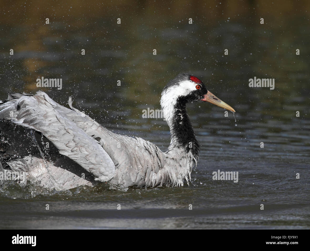 Gru comune (grus grus) Foto Stock