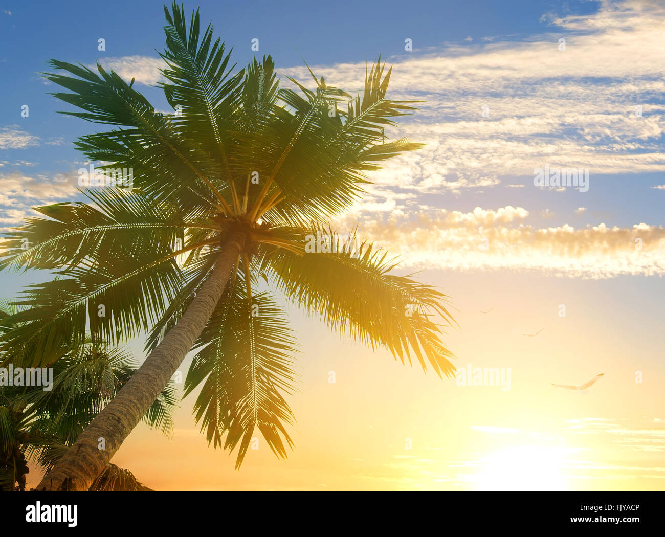 Uccelli in parentesi nuvole sopra le palme sulla spiaggia. Sri Lanka Foto Stock