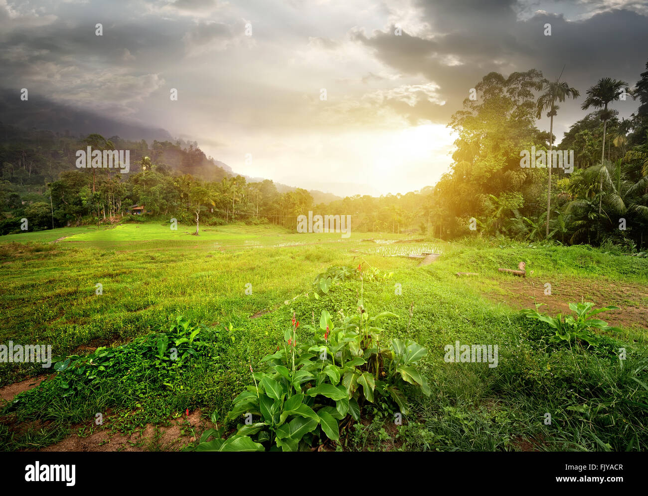 Campo nella giungla di Sri Lanka a NUVOLOSO TRAMONTO Foto Stock