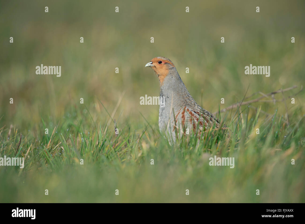 La Starna / Rebhuhn ( Perdix perdix ), maschio, accoppiamento stagione, siede in erba, si estende il suo collo per ottenere una buona panoramica. Foto Stock