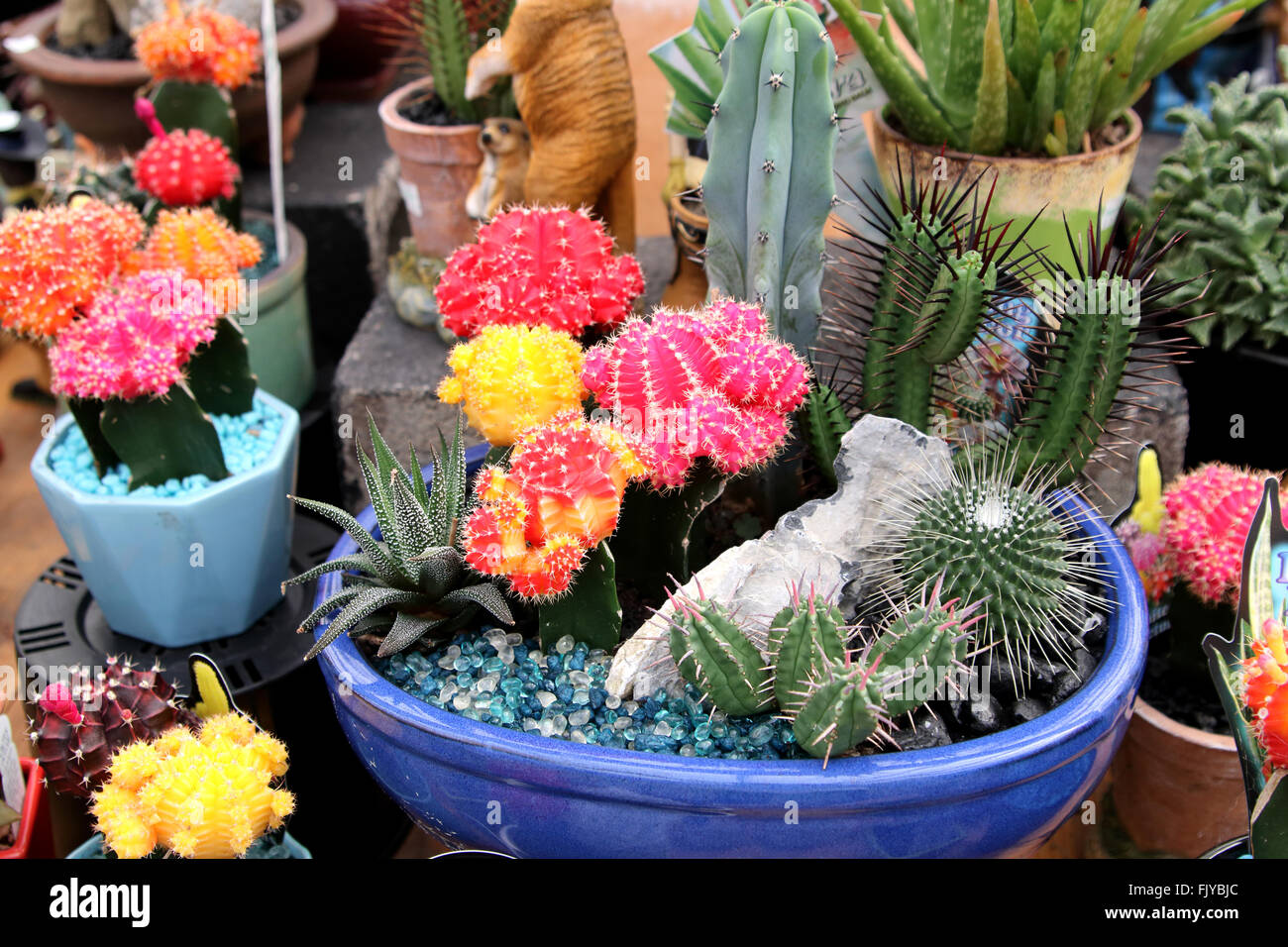 Tutti i tipi di cactus e piante succulente in vendita presso un vivaio locale Foto Stock