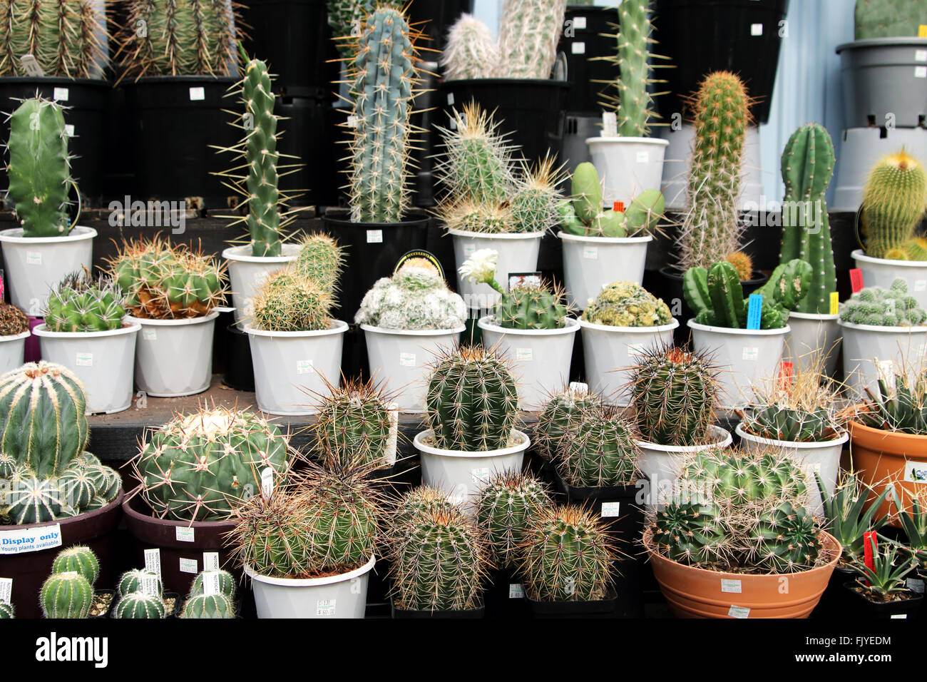 Tutti i tipi di Cactus varietà coltivate in un vivaio Foto Stock Tutti i tipi di Cactus varietà coltivate in un vivaio Foto Stock