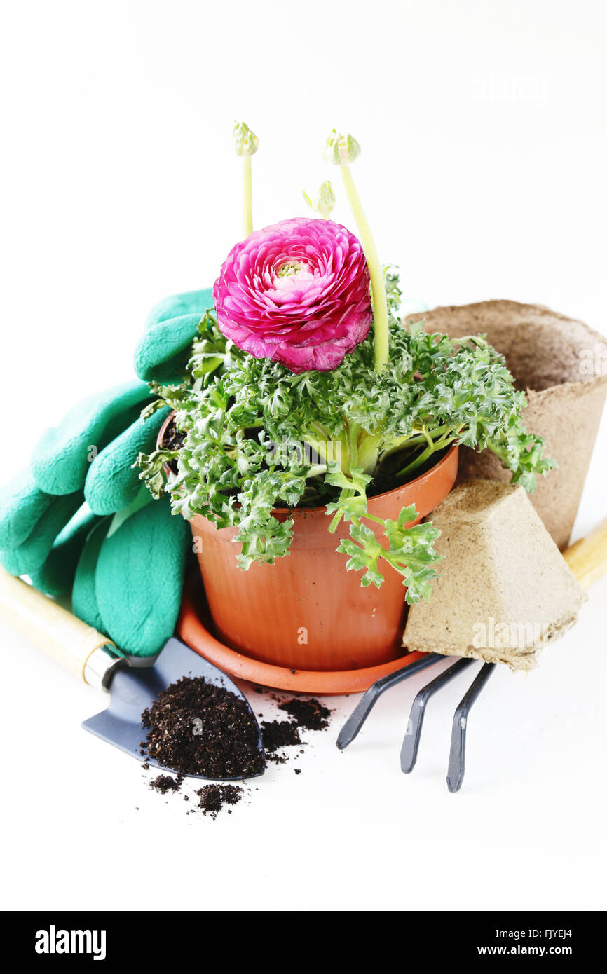 Concetto di giardinaggio - ranuncolo fiore in una pentola e attrezzi da giardino Foto Stock