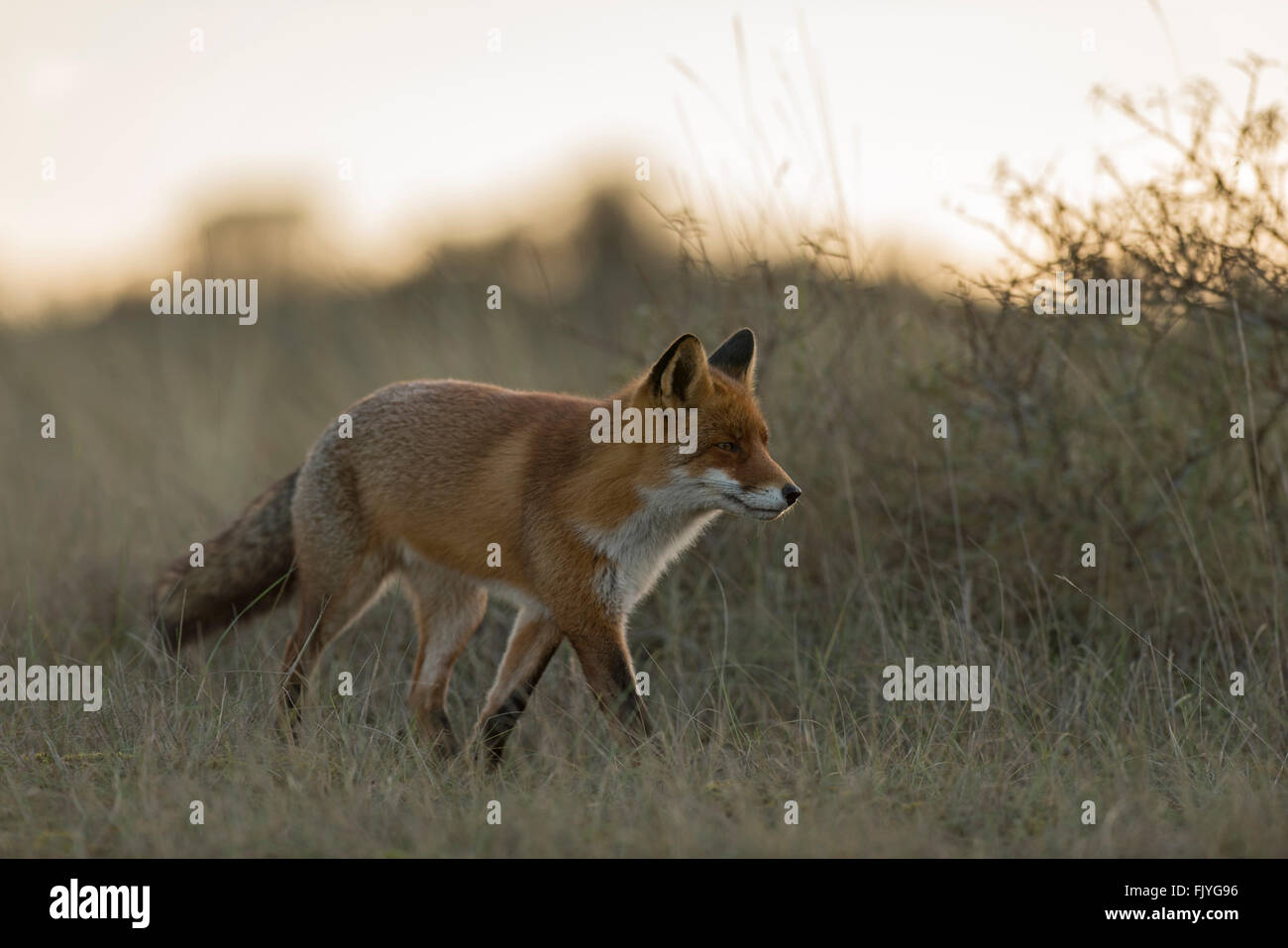 Red Fox / Rotfuchs ( Vulpes vulpes ) passeggiate attraverso l'erba alta, sembra concentrato, nel meraviglioso retroilluminazione morbido, toni caldi. Foto Stock