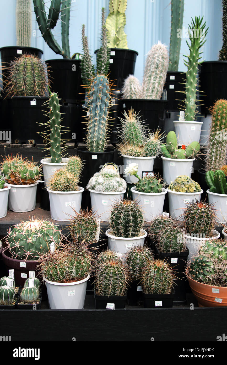 Tutti i tipi di Cactus varietà coltivate in un vivaio Foto Stock Tutti i tipi di Cactus varietà coltivate in un vivaio Foto Stock