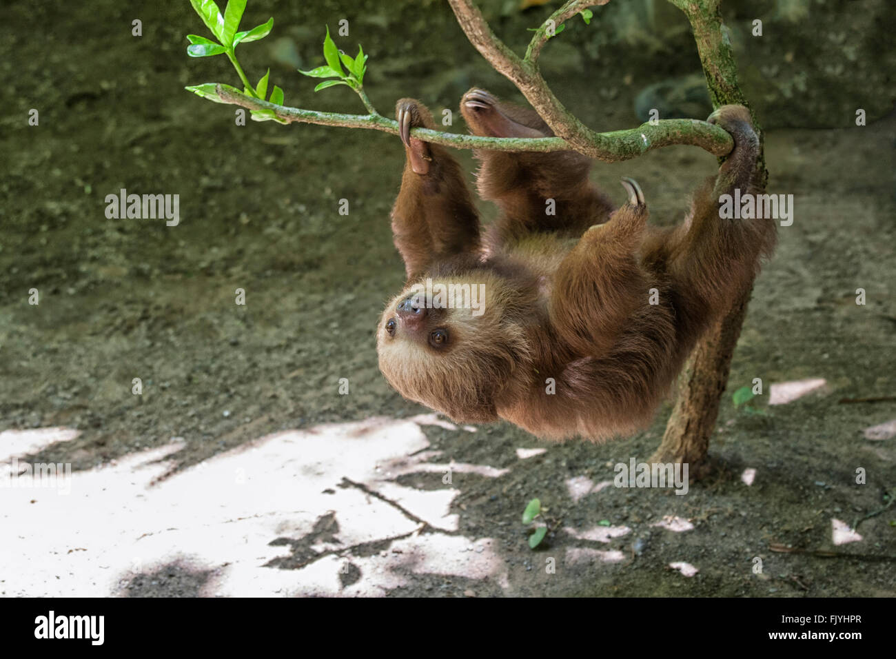 A due dita bradipo in una struttura ad albero Foto Stock