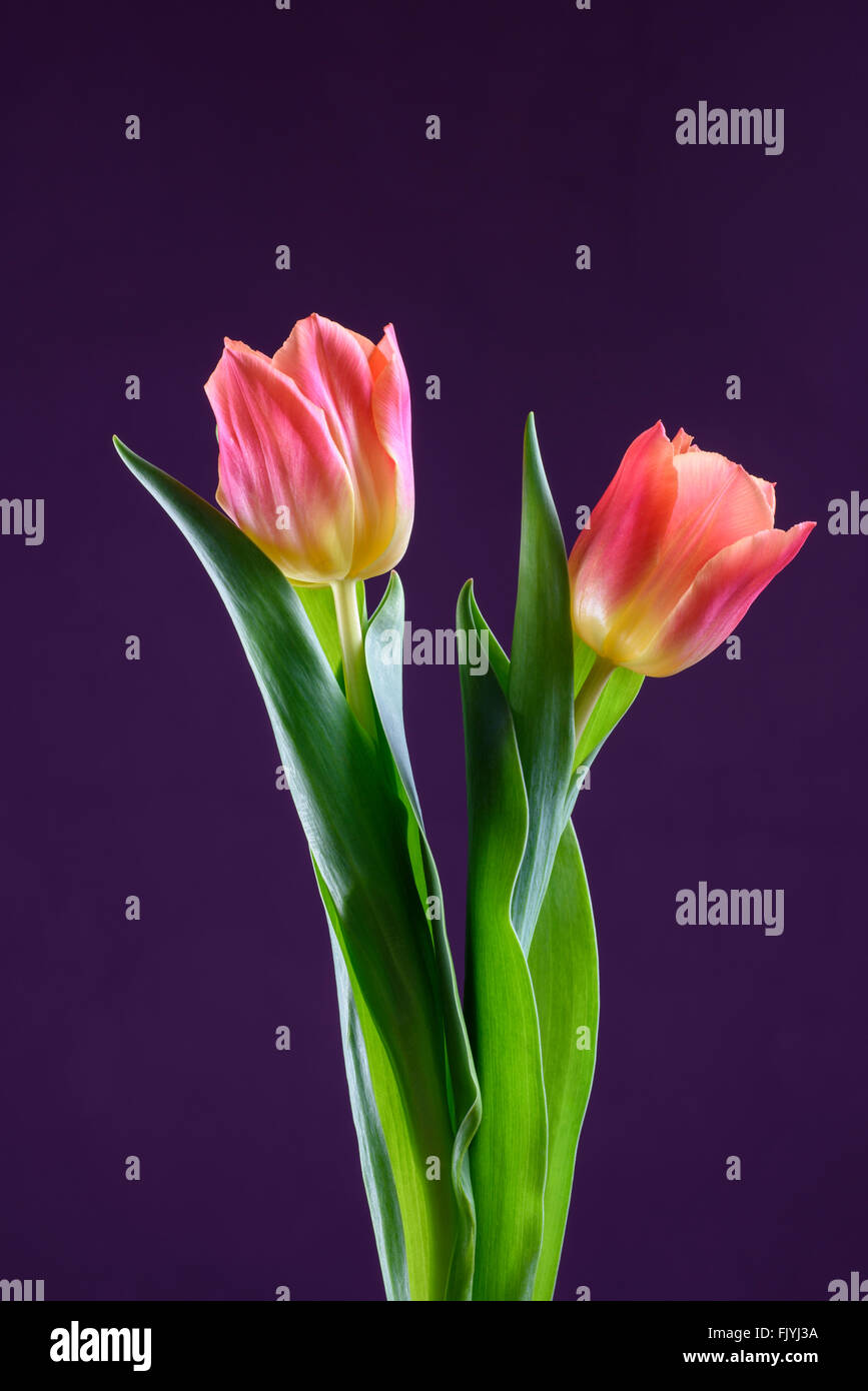 Una coppia di Orange Tulip fiori contro uno sfondo viola Foto Stock