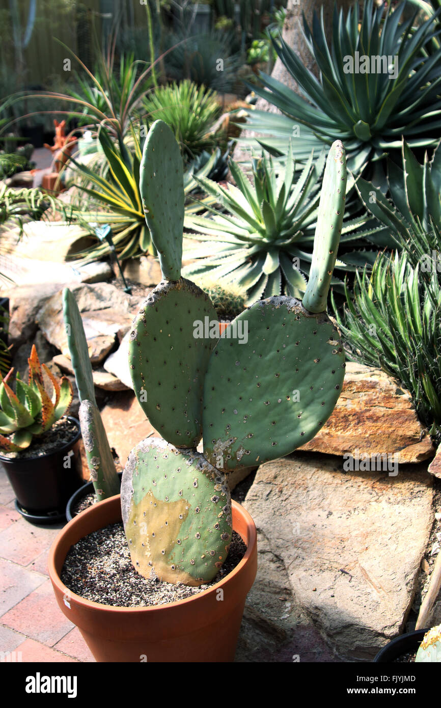 L' Opuntia ficus indica o noto come ficodindia cactus Foto Stock