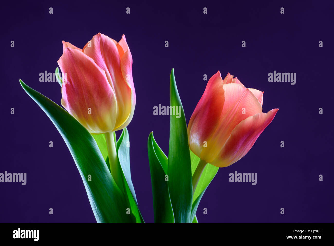 Una coppia di Orange Tulip fiori contro uno sfondo viola Foto Stock