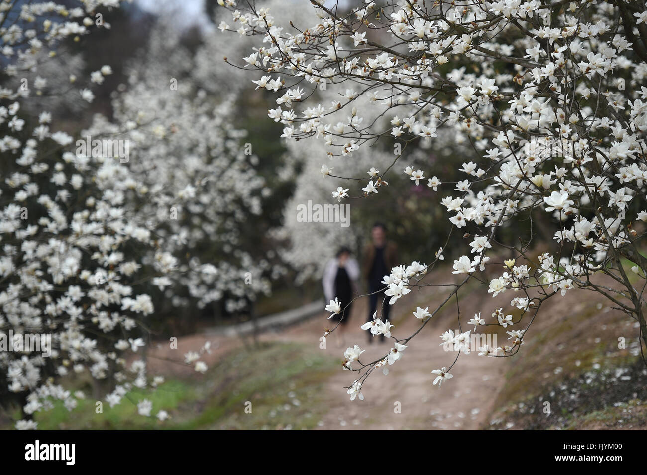 Hangzhou, cinese della Provincia di Zhejiang. Mar 4, 2016. I turisti vista fiori di magnolia in Changling Village, Fenghua City, est della Cina di Provincia dello Zhejiang, 4 marzo, 2016. © Huang Zongzhi/Xinhua/Alamy Live News Foto Stock