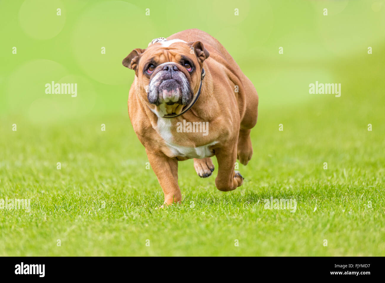Burbero cercando il sovrappeso bulldog corre sopra il verde Foto Stock