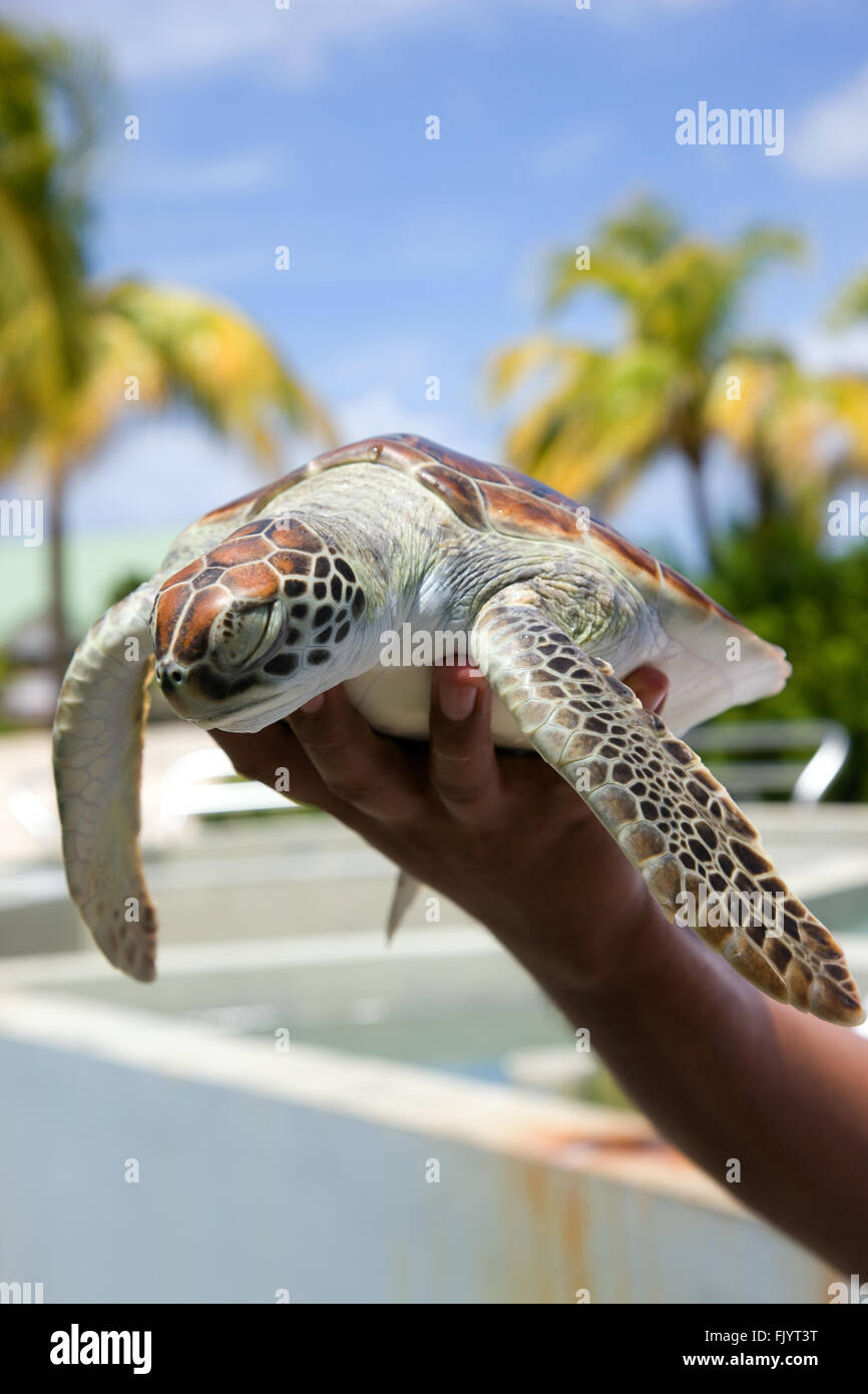 Azienda Turistica la tartaruga, Boatswain spiaggia di Grand Cayman, Isole Cayman Foto Stock