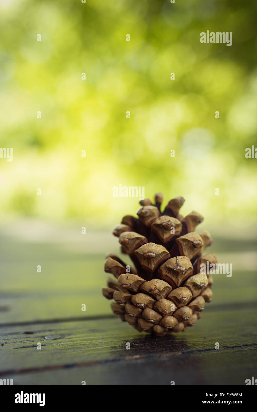 Pigna sul tavolo di legno Foto Stock