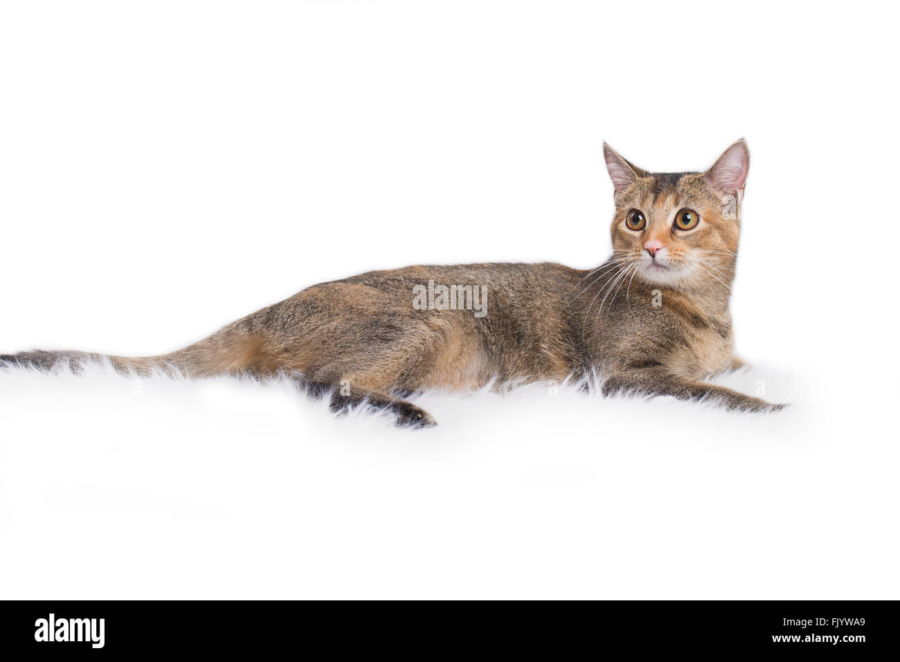 American capelli corti Calico Kitty Cat con sfondo bianco Foto Stock
