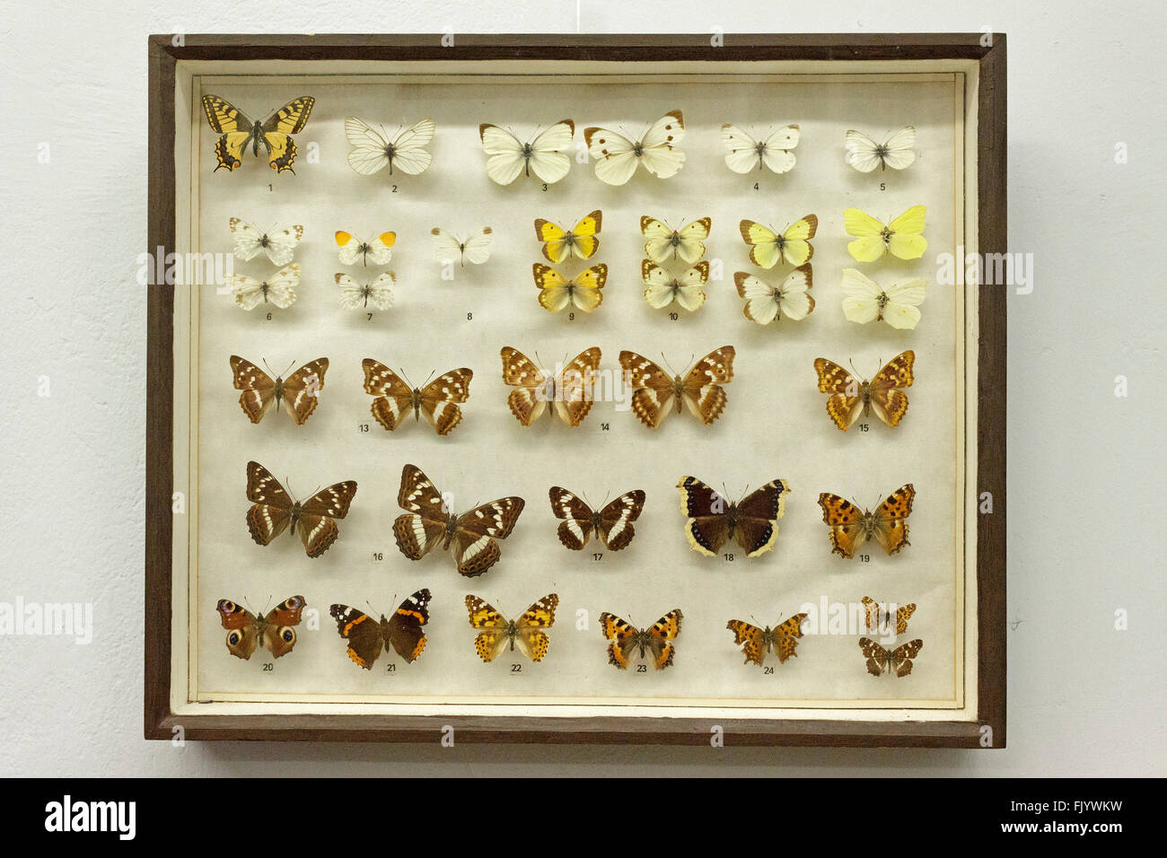 Farfalle morto in una vetrina, Darss Museum, Prerow, Darss, Meclemburgo-Pomerania Occidentale, Germania Foto Stock