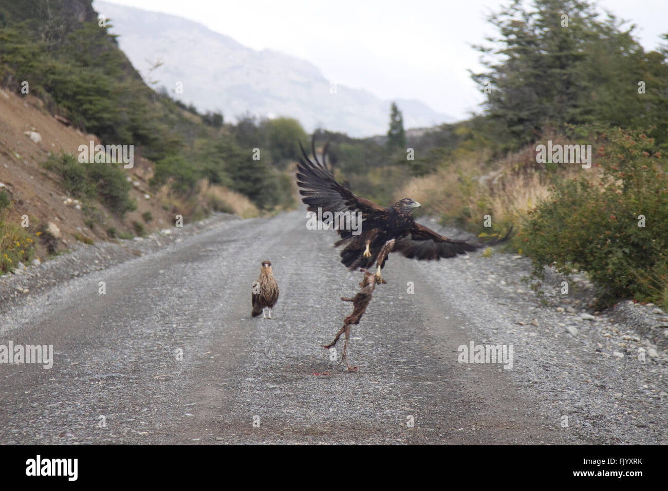 La Harris hawk inseguono sulla strada, in Patagonia cilena Foto Stock