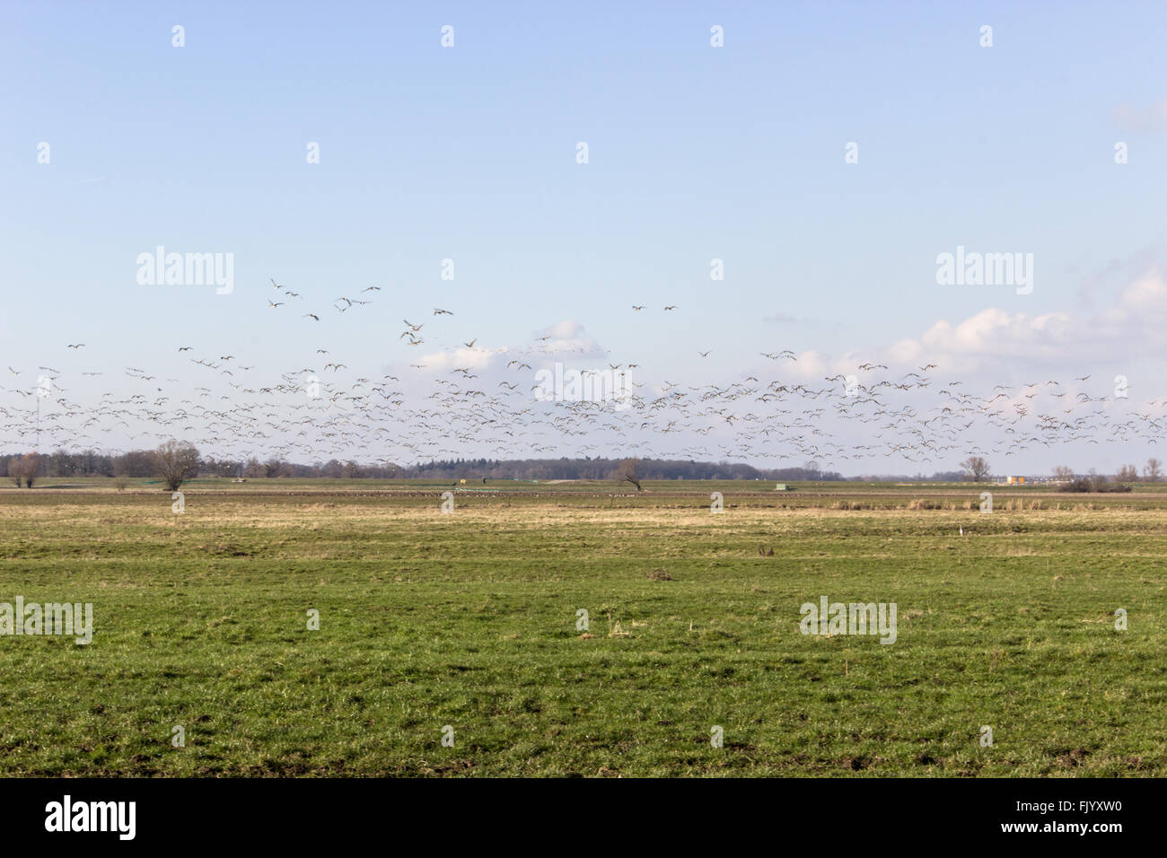 Prato con un grande gregge di oche grigie Foto Stock
